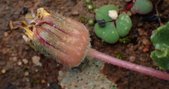 Othonna auriculifolia