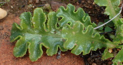 Othonna auriculifolia