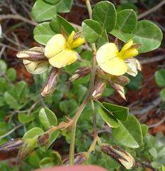 Rhynchosia arida