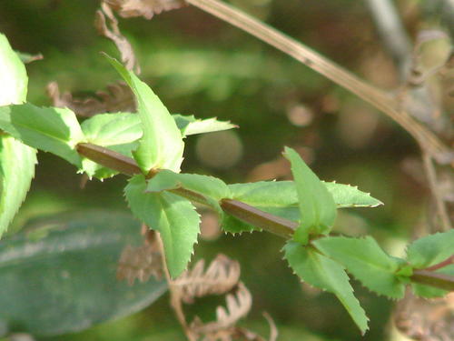 Diascia rigescens, photograph 2