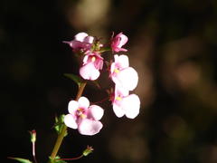 Diascia rigescens, photograph (c) Shaun Swanepoel, some rights reserved (CC BY)