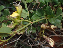 Rhynchosia arida