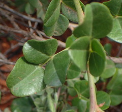 Rhynchosia arida