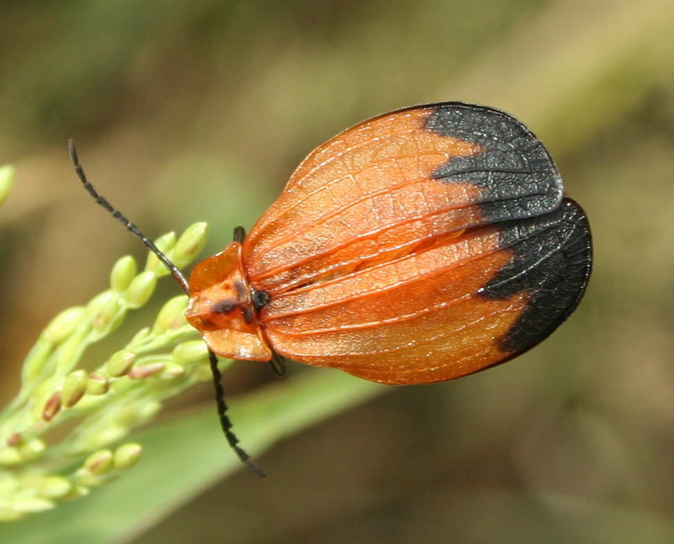 Lycus Insect Idea Lycus ampliatus (Mbuluzi Beetles) · iNaturalist