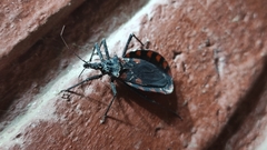 Triatoma mazzottii
