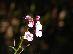 Diascia rigescens, photograph (c) Shaun Swanepoel, some rights reserved (CC BY)