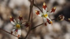 Nemacladus rubescens