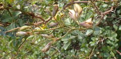 Rhynchosia arida