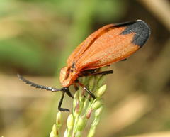 Lycus ampliatus