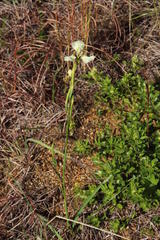 Moraea tricuspidata
