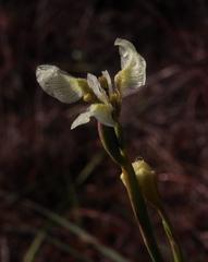 Moraea tricuspidata