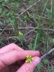 Draba aurea