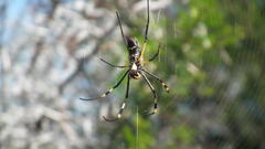 Trichonephila senegalensis annulata