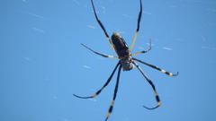Trichonephila senegalensis annulata