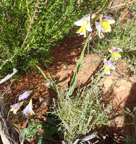 Sparaxis auriculata