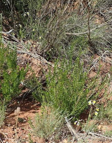Sparaxis auriculata