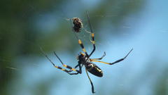 Trichonephila senegalensis annulata
