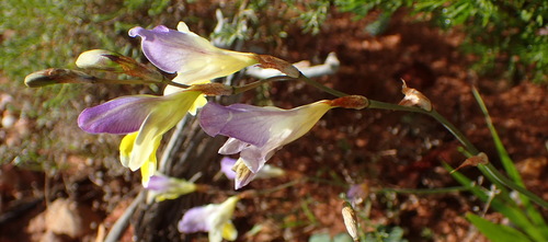 Sparaxis auriculata