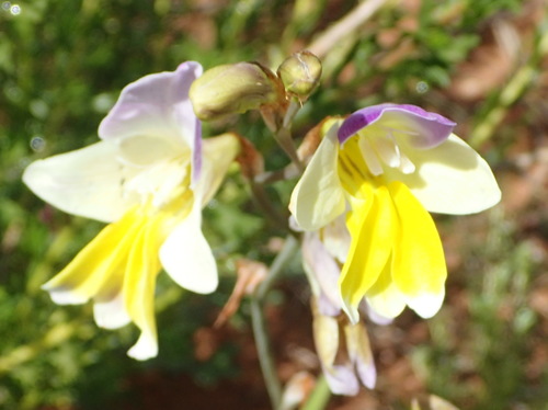 Sparaxis auriculata