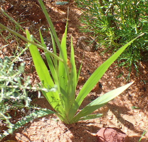 Sparaxis auriculata