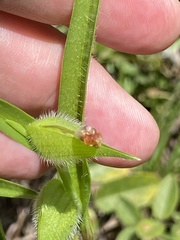 Commelina erecta subsp. erecta image