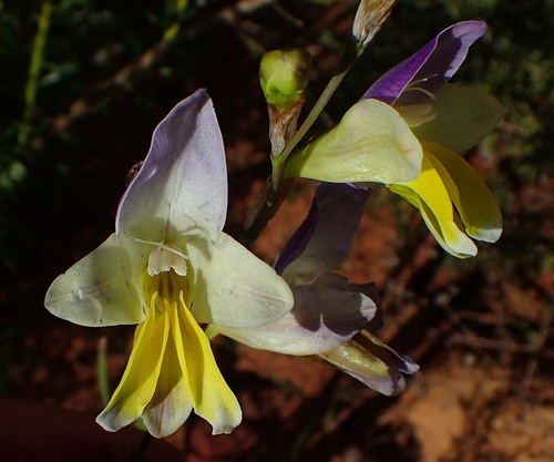 Sparaxis auriculata