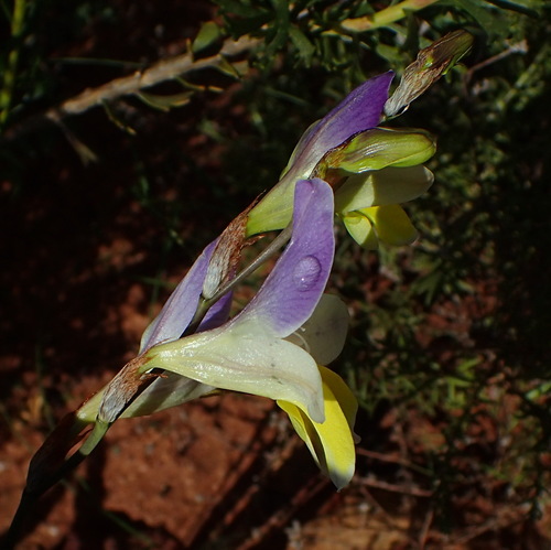 Sparaxis auriculata