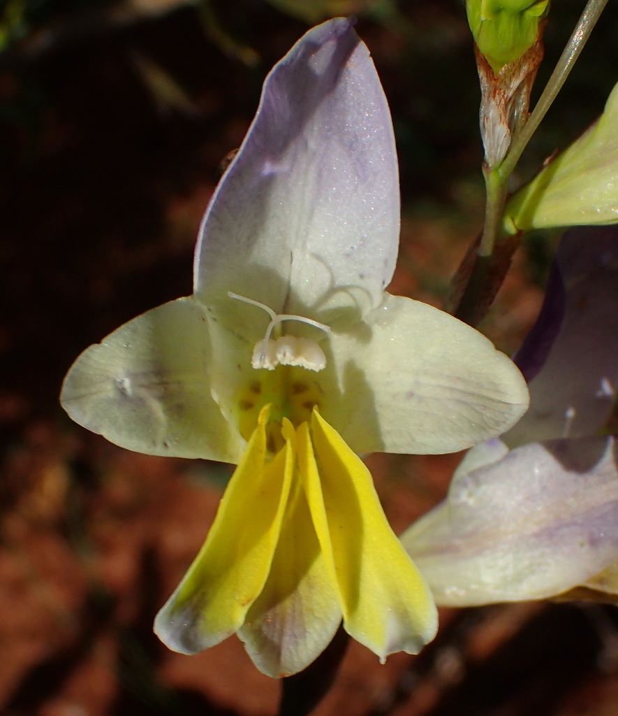 Sparaxis auriculata, West Coast, ZA-WC, ZA