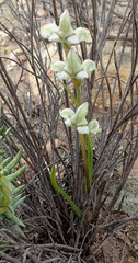Disperis circumflexa aemula