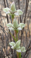 Disperis circumflexa aemula