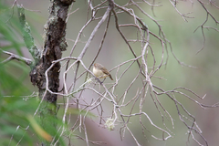 Acanthiza inornata
