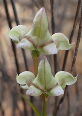 Disperis circumflexa aemula
