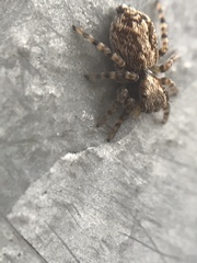 Pseudeuophrys lanigera