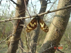 Baronia brevicornis brevicornis
