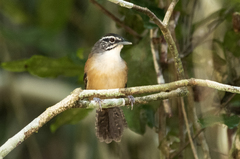 Pheugopedius genibarbis