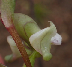 Disperis circumflexa aemula