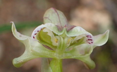 Disperis circumflexa aemula