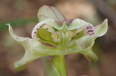 Disperis circumflexa aemula