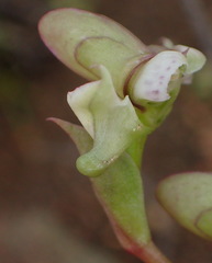 Disperis circumflexa aemula