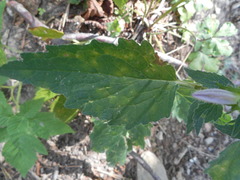 Coleosporium campanulae