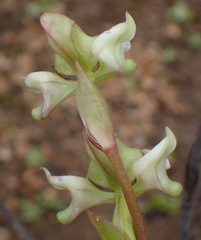 Disperis circumflexa aemula