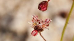 Eriogonum maculatum