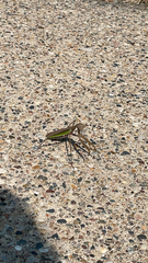 Tenodera sinensis
