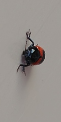 Cryptocephalus notatus