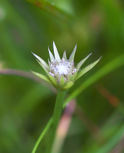 Eriocaulon miquelianum iNat (3)