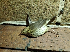 Parkesia noveboracensis