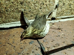 Parkesia noveboracensis