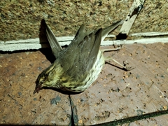 Parkesia noveboracensis