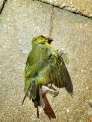 Leiothlypis peregrina