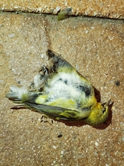 Leiothlypis peregrina